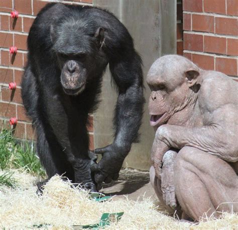 naked chimpanzee|Naked chimpanzees suffering from alopecia brawl at British zoo